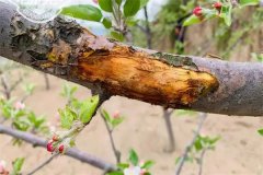 蘋果樹為什么會(huì)發(fā)生腐爛病？