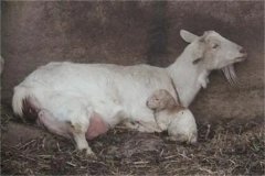 母羊分娩應(yīng)注意些什么，產(chǎn)后無奶怎么辦？