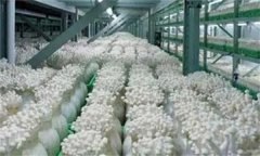 金針菇栽培配方，如何防止金針菇提早開(kāi)傘？