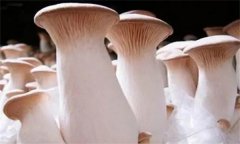 杏鮑菇菌蓋上會(huì)長(zhǎng)疙瘩、出菇后會(huì)開(kāi)裂怎么辦？