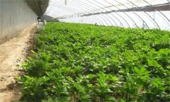 為什么秋季大棚蔬菜沖施雞糞要謹慎？