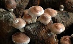 香菇有哪些栽培品種？