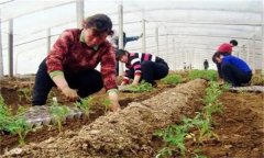 秋茬番茄在定植時(shí)應(yīng)該注意什么問(wèn)題？