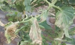 如何防治番茄晚疫病，其發(fā)病條件有哪些？