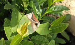 茶樹病蟲害的農業(yè)防治、物理防治與生物防治方