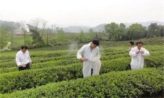 茶樹病蟲害綠色防控推薦常用的農藥有哪些？