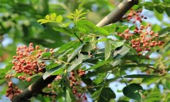 成年花椒樹(shù)如何管理？花椒樹(shù)管理技術(shù)要點(diǎn)