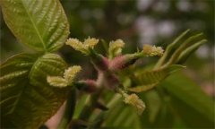 核桃雌花有哪幾個(gè)分化過(guò)程？