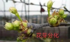 梨樹開花結(jié)果有什么特點(diǎn)？