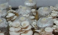 如何防治平菇腐爛病？