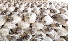 平菇發(fā)菌過程中產生雜菌的原因有哪些？