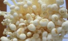 如何防治金針菇黑斑病，其發(fā)病條件是什么？
