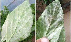 辣椒白粉病是什么原因引起的，如何防控？