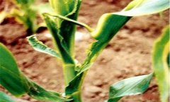 怎樣識(shí)別玉米鐮刀菌頂腐病？