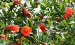 石榴大量落花落果的原因是什么？
