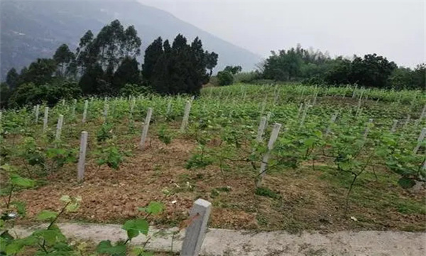 在河灘地、山地、鹽堿地和黏土地上建葡萄園