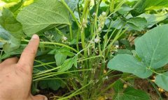 如何實現大豆的增花保莢 主要技術措施有哪些？