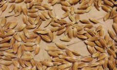常規(guī)稻能自己留種嗎？它與無(wú)公害水稻有何不同