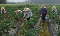 茄子如何高效施肥，給茄子施肥要注意什么？