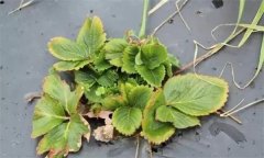 怎樣防治草莓病毒??？
