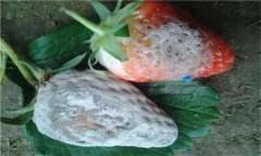 怎樣防治草莓白粉?。? /></a>
            <a href=