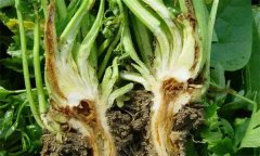 芹菜燒心是什么原因引起的？如何預防芹菜燒心