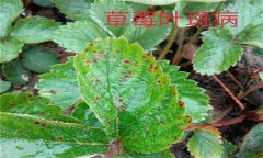 怎樣防治草莓葉斑?。ㄉ哐鄄。?？