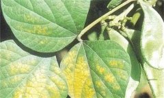 大豆花葉病毒病的發(fā)病原因、癥狀表現和防治方