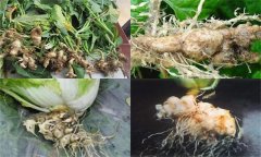 如何防治大白菜根腫病，其發(fā)生原因是什么？