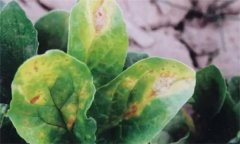 菠菜炭疽病的危害癥狀有哪些？如何防治？