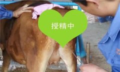 如何把握母牛輸精時間 輸精前應(yīng)做好哪些準(zhǔn)備？