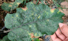 茄子細(xì)菌性褐斑病怎樣防治？用什么藥防治？