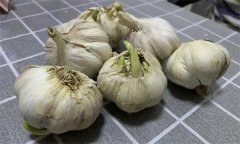 大蒜萌發(fā)期、幼苗期、鱗莖期、休眠期生育特點(diǎn)