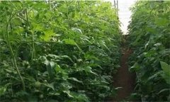 番茄定植前已施大量底肥，花前還追不追肥？