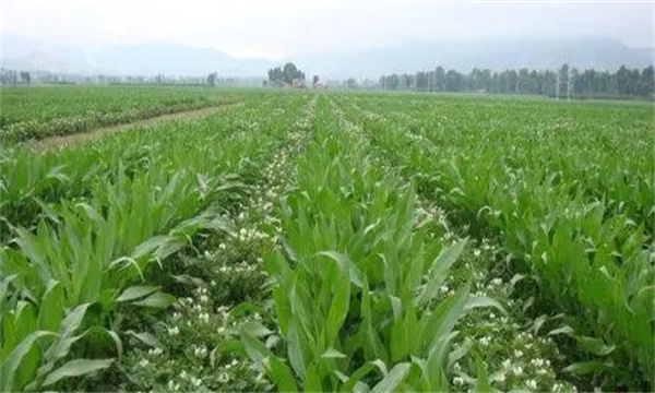 大蒜、玉米套種栽培技術(shù)要點(diǎn)