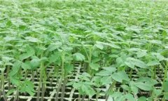 番茄怎樣育苗？番茄育苗技術(shù)操作要點