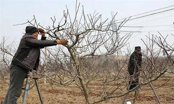 山楂盛果期需注意什么問(wèn)題