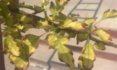 山楂缺鐵的癥狀、產(chǎn)生因素與補(bǔ)救措施