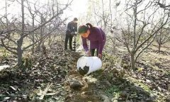 果樹配方施肥應(yīng)注意哪些問題？