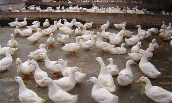 產(chǎn)蛋鴨產(chǎn)蛋早期、中期與后期飼養(yǎng)管理