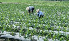 什么叫復(fù)種 復(fù)種的作用、類型、必要條件與方式