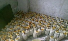 什么是靈芝瓶栽法？瓶栽靈芝怎樣進(jìn)行管理？