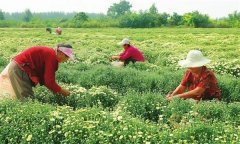 菊花的采收時(shí)間、采收方法與加工與貯藏問(wèn)題