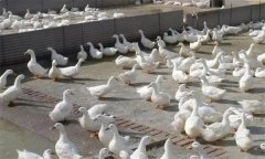 肉鴨腹水癥發(fā)病原因是什么，怎么治療？