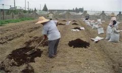 鹽堿土施肥應(yīng)注意什么？鹽堿地施肥注意事項(xiàng)