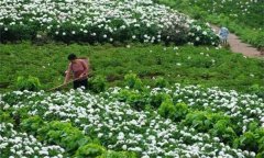 白勺田間管理方法與主要內(nèi)容有哪些？