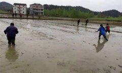 優(yōu)質(zhì)水稻直播對整地的要求有哪些？