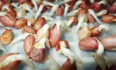 花生發(fā)芽不能吃嗎？吃花生芽有什么好處？