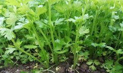 芹菜有哪些種類(lèi)？芹菜真的越吃越瘦嗎？