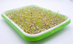 培育豌豆芽苗菜的水為什么會(huì)變綠？